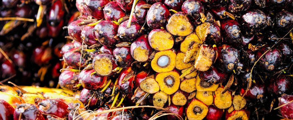 RSPO-Zertifizierung der Lieferkette für Palmöl