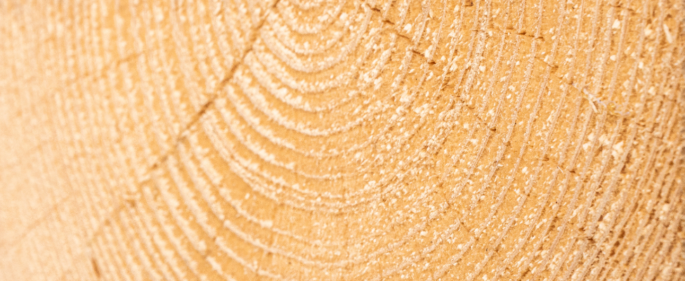 UKTR Holzhandelsverordnung des Vereinigten Königreichs