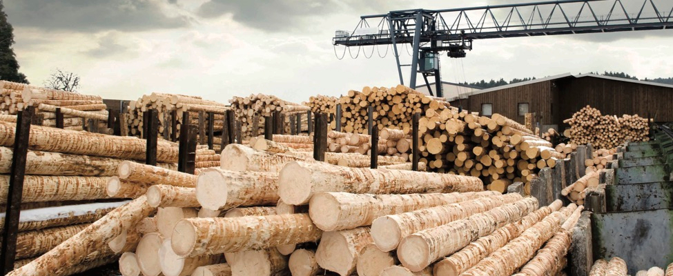 UKTR Holzhandelsverordnung des Vereinigten Königreichs