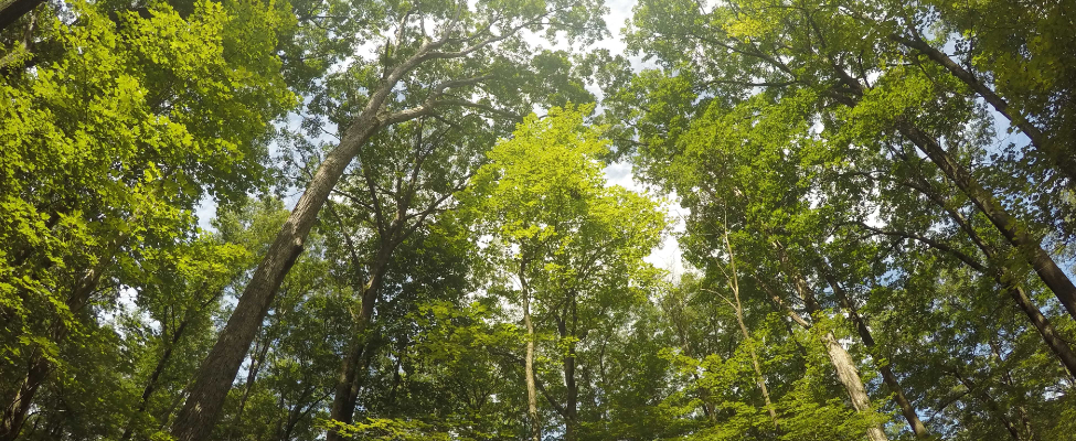 FSC<sup>®</sup>-Zertifizierung für Forstwirtschaft