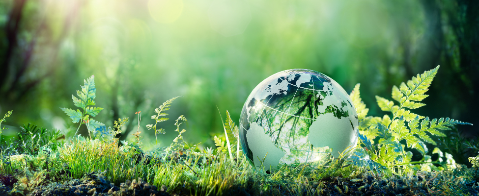 CDP Wasser & Kohlenstoff Verifizierung – Carbon Disclosure Verification