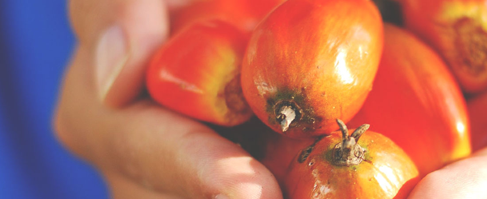 RSPO-Zertifizierung der Lieferkette für Palmöl