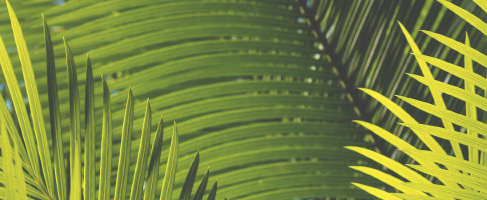 Was verbirgt sich hinter dem RSPO-Siegel?