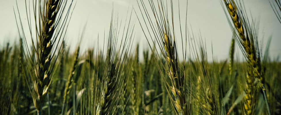 GLOBALG.A.P. Gute landwirtschaftliche Praxis