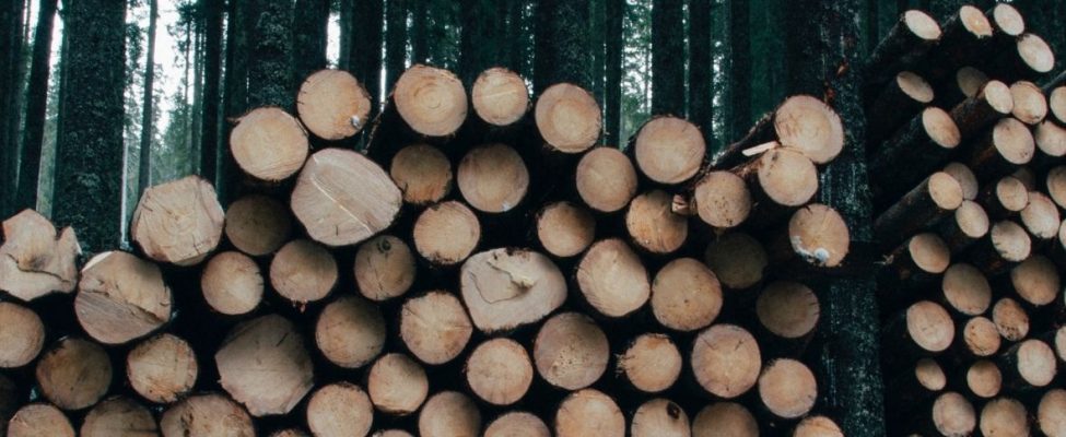 Holzhandelsverordnung in der Schweiz (HHV)