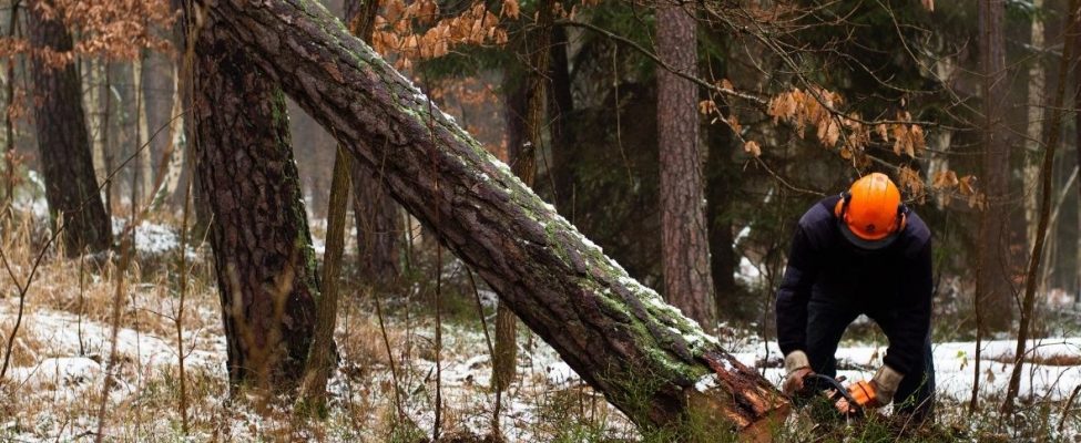 Neue Grundarbeitsnormen FSC® für alle zertifizierten Unternehmen