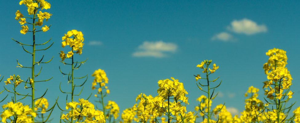 ISCC EU-Anerkennung unter RED II genehmigt