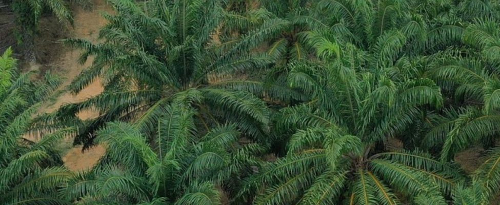 Assurance Services International ASI erteilt BM Certification die Akkreditierung für die Zertifizierung der RSPO-Lieferkette