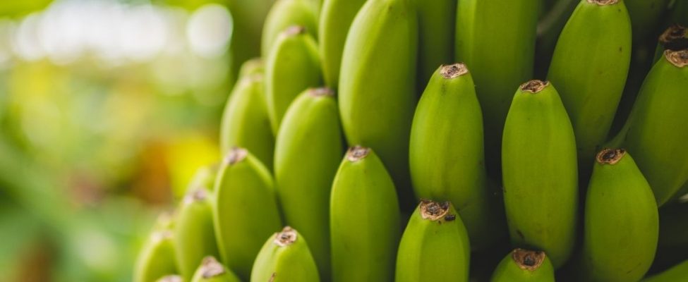 Nachhaltigkeit im Bananensektor – das Rainforest Alliance-Bananenprogramm