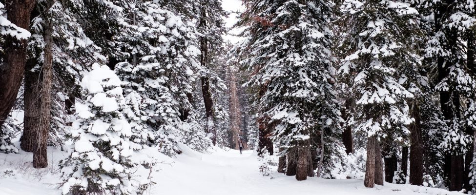 FSC® COVID-19 Ausnahmeregelungen und Auslegungen sind nun bis zum 30. April 2023 gültig