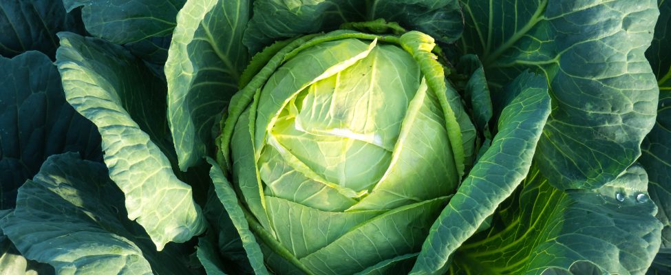 Erfahren Sie mehr über den GLOBALG.A.P.