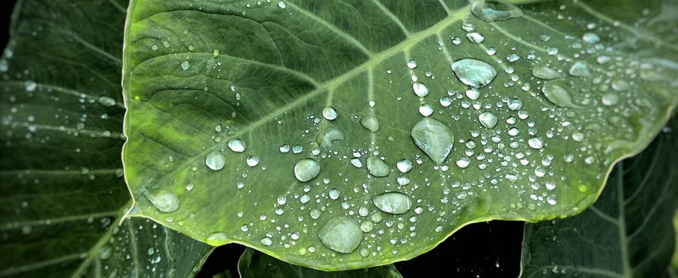 ISO 14046 Wasser-Fußabdrucks Verifizierung