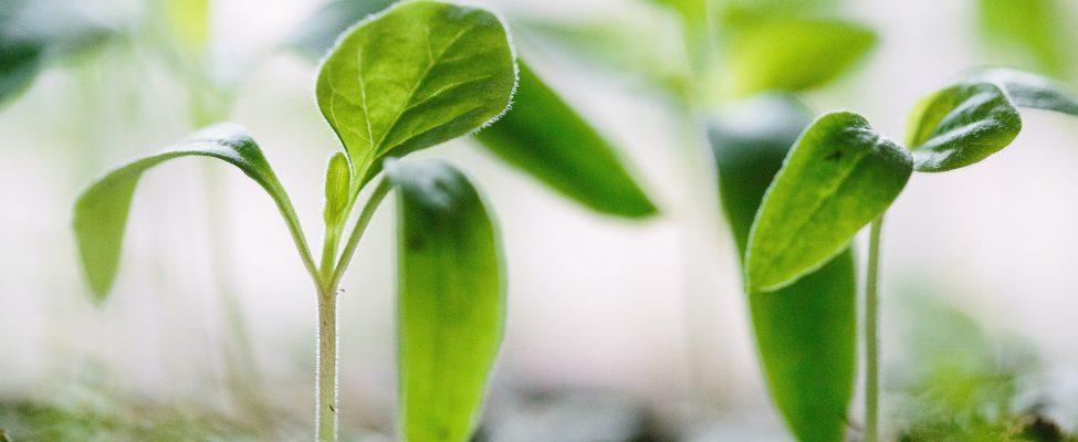 BM Certification erweitert sein Leistungsspektrum um mehrere Dienstleistungen zur Verifizierung des CO2-Fußabdrucks