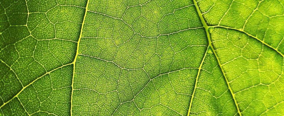 EU-Verordnung zur Vermeidung von Entwaldung (EUDR)