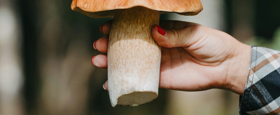 Wälder, Lebensmittel und die Bedeutung der Chain-of-Custody-Zertifizierung