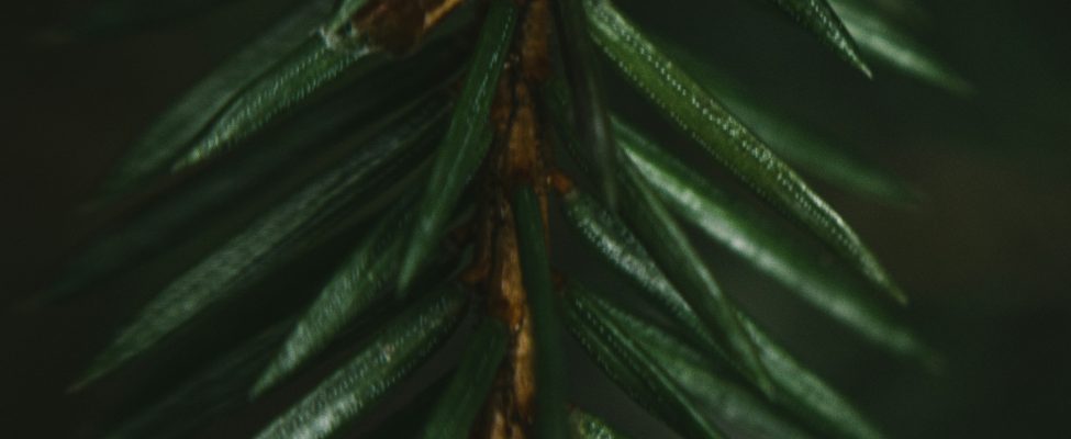 PEFC Council hat einen Vertrag mit BM Certification zur Durchführung von PEFC RED II Audits unterzeichnet