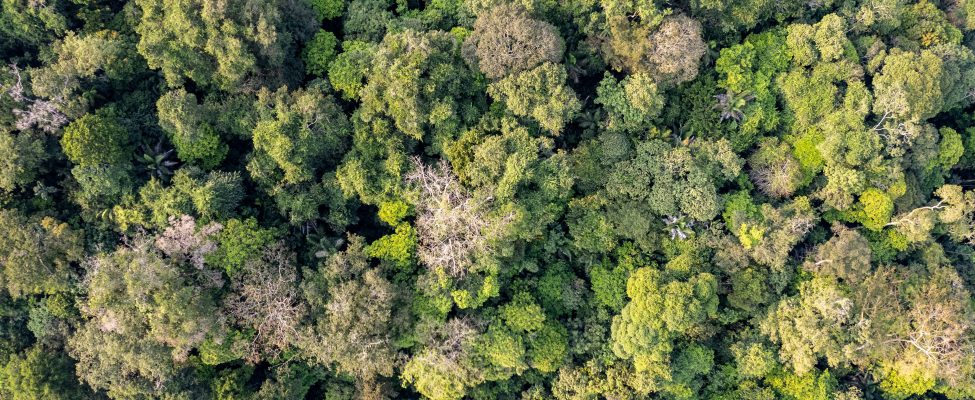 PEFC-Generalversammlung verabschiedet RED III-Standards